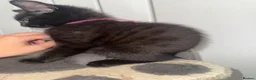 Mixed Breed cats for sale: British Mix Kittens 2 Boys 4 Girls - Advert 17