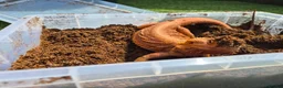 Bearded Dragon reptiles for sale: 2yr old Female bearded dragon Red Translucent - Advert 15