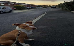 Mixed Breed dogs for sale: 10 month old American bulldog cross mastiff  - Image 3