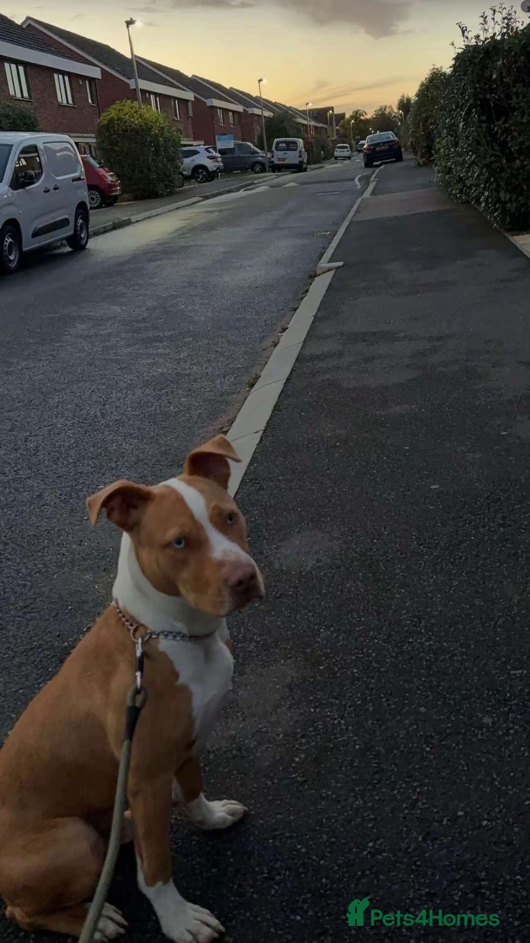 Mixed Breed dogs for sale: 10 month old American bulldog cross mastiff  - Image 3