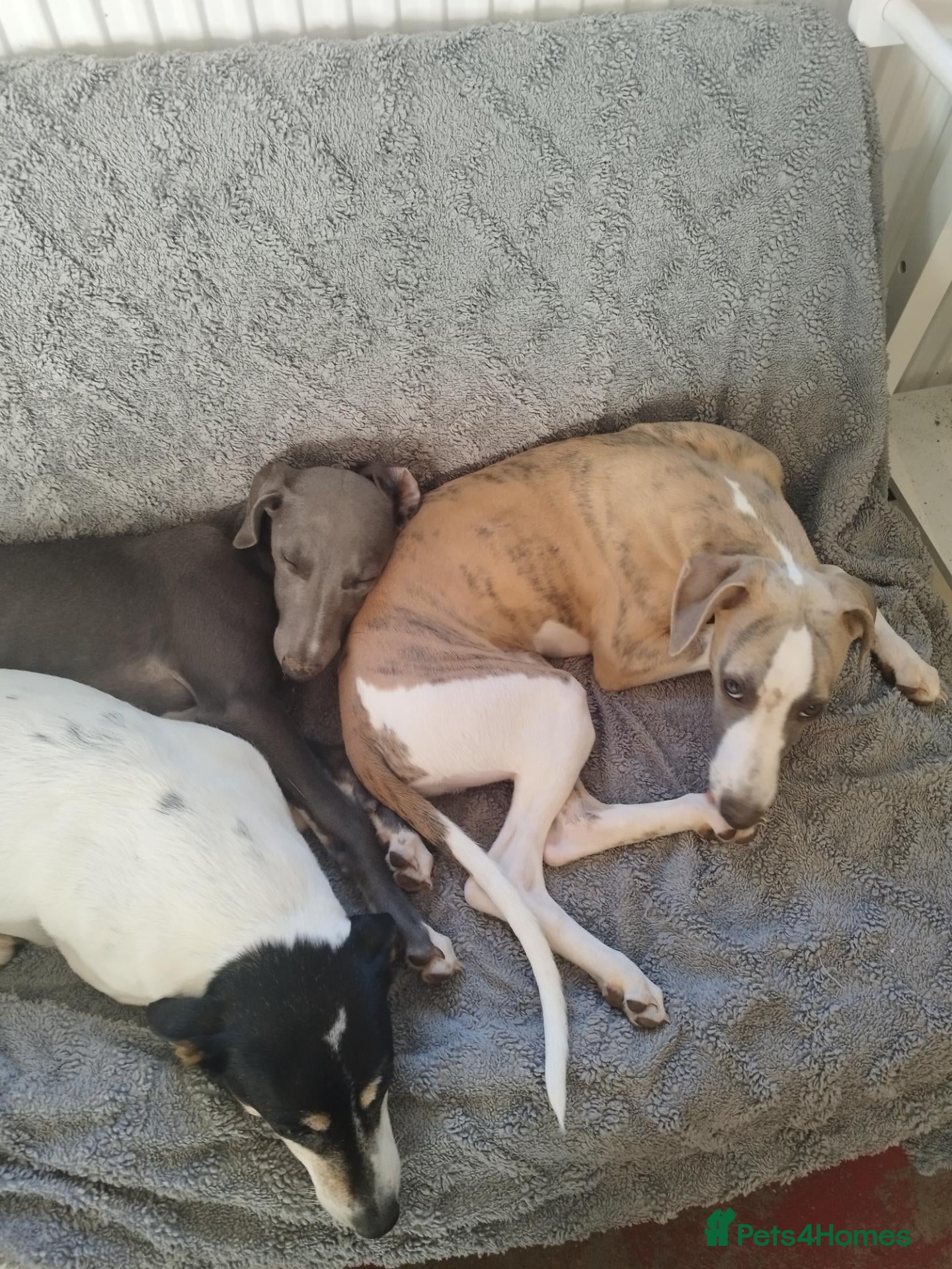 Whippet dogs Show quality KC reg pups - Advert 9