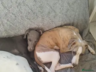 Whippet dogs Show quality KC reg pups - Advert 9