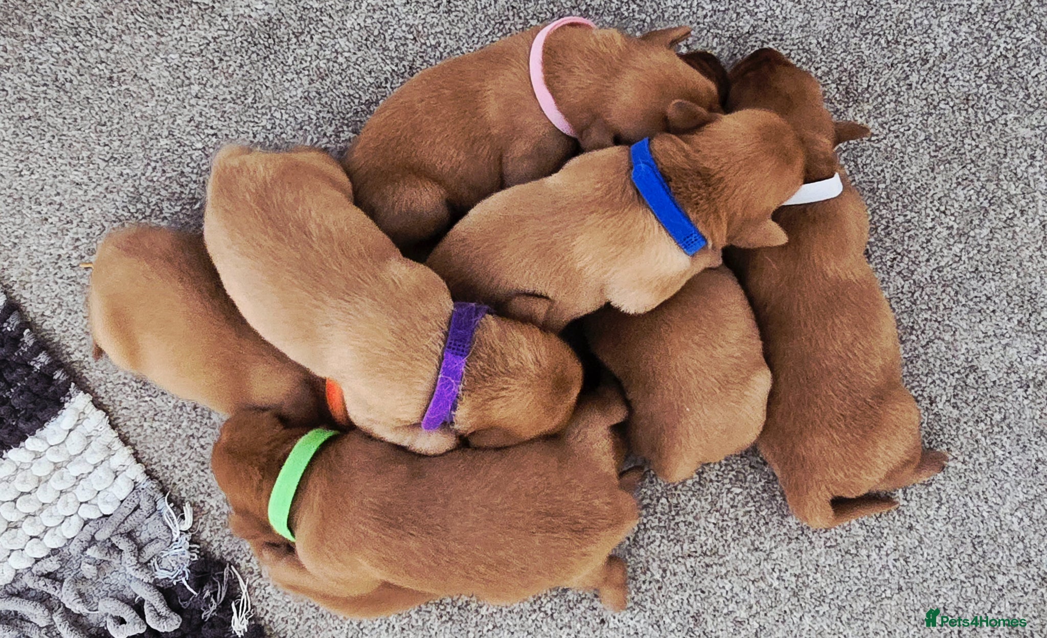 Labrador Retriever dogs KC Registered Fox Red Labrador  - Advert 2