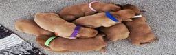 Labrador Retriever dogs for sale: KC Registered Fox Red Labrador  - Advert 1