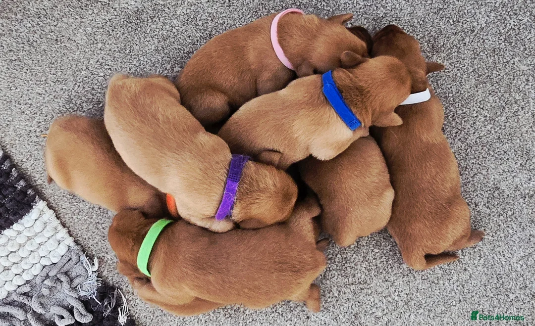 Labrador Retriever dogs for sale: KC Registered Fox Red Labrador  - Advert 1