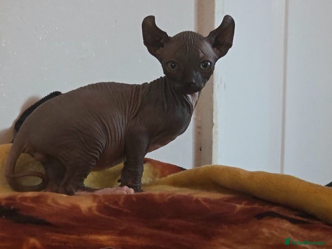 Sphynx cats for sale: Adorable Male Kitten – Sphynx x Devon Rex Cross - Advert 1