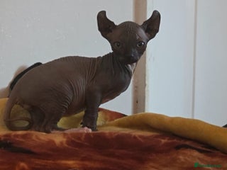 Sphynx cats Adorable Male Kitten – Sphynx x Devon Rex Cross - Advert 1