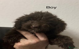 Cockapoo dogs for sale: Quality Chocolate Cockapoos Pups - Image 6