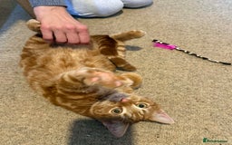 Mixed Breed cats for sale: Ron, the handsome friendly ginger Tom - Advert 2