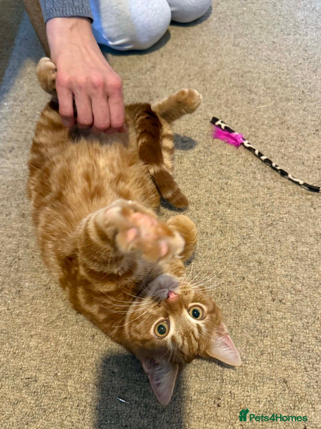 Mixed Breed cats for sale: Ron, the handsome friendly ginger Tom - Advert 2