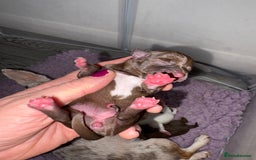 Chihuahua dogs for sale: 🐶 xxs Stunning pure chihuahua pups 🐶 - Image 11