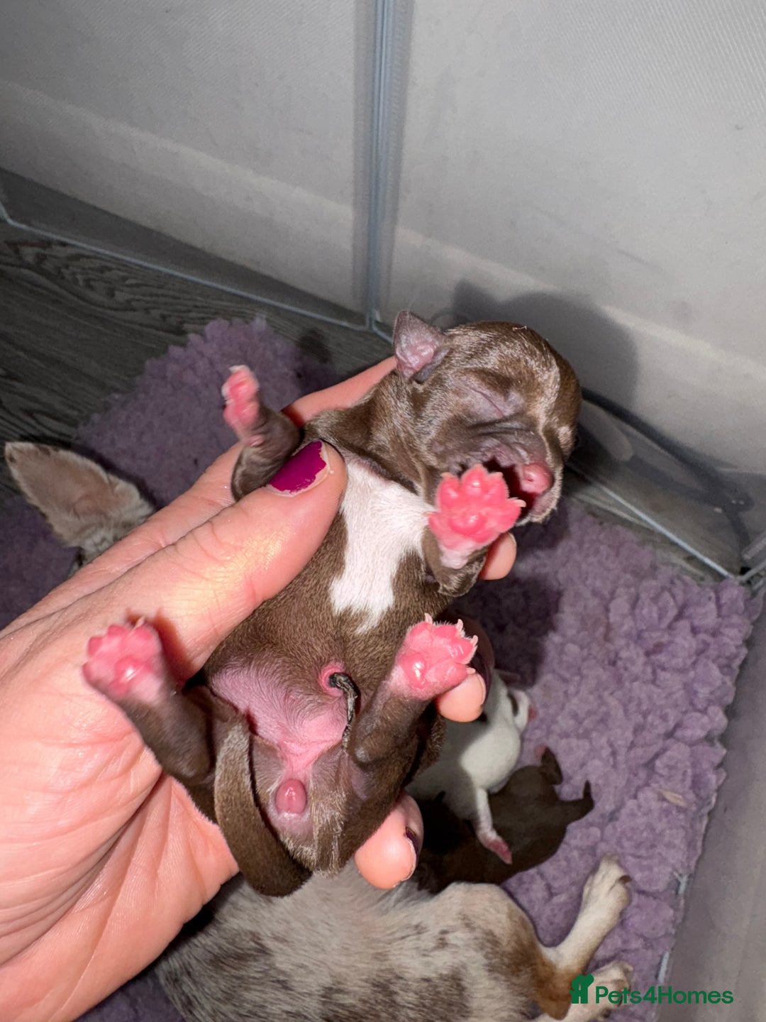 Chihuahua dogs for sale: 🐶 xxs Stunning pure chihuahua pups 🐶 - Image 11