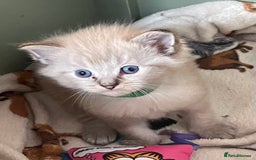 Ragdoll cats for sale: Ragdoll kittens   in Southampton - Image 7