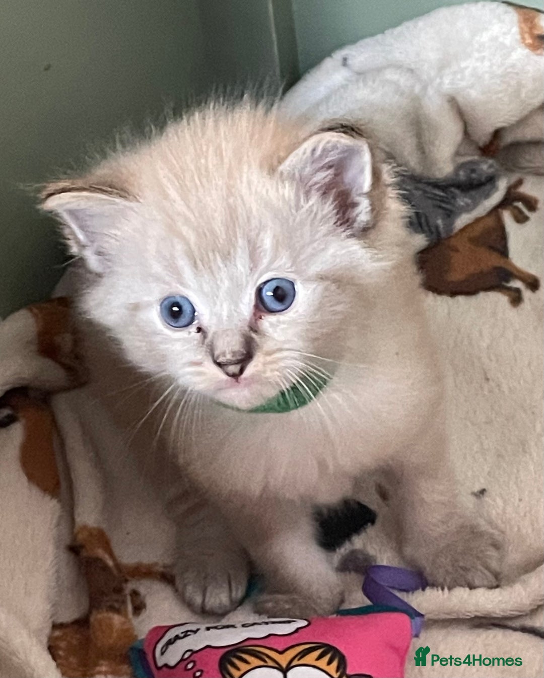 Ragdoll cats for sale: Ragdoll kittens   in Southampton - Image 7