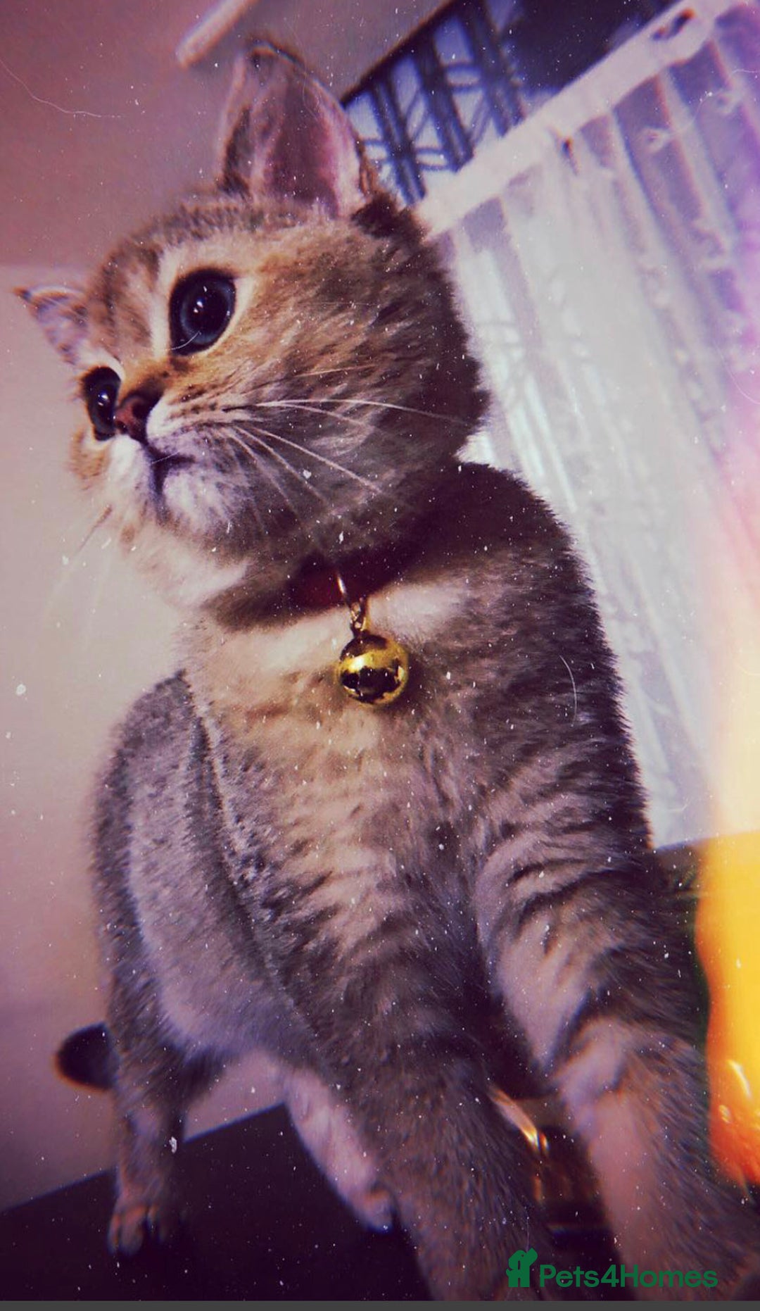 British Shorthair cats for sale: British Shorthair up for adoption  - Advert 1