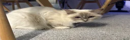 Ragdoll cats for sale: 2 stunning ragdoll kittens and 2 ragdoll x bengal  - Advert 11