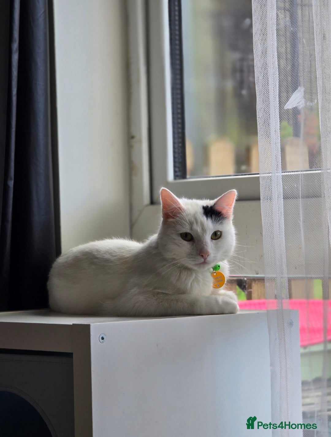 Mixed Breed cats for sale: Loki & Nova - Image 5