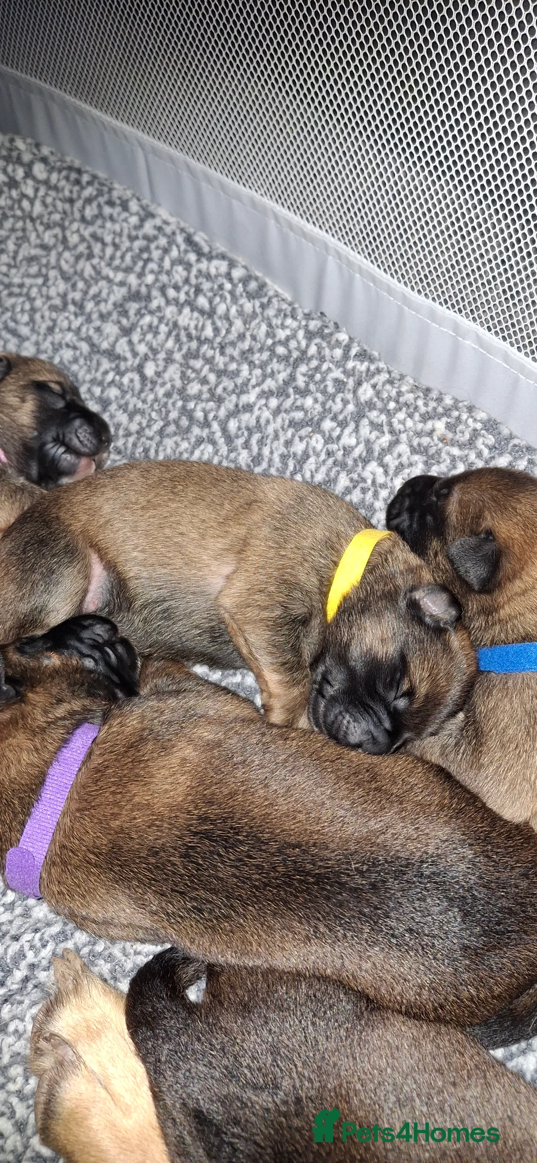 Belgian Shepherd Dog dogs for sale: German shepherd malinois cross - Advert 34