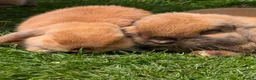 Mini Lop rabbits for sale: Mini Lop ready for a new home in Sheffield - Advert 1