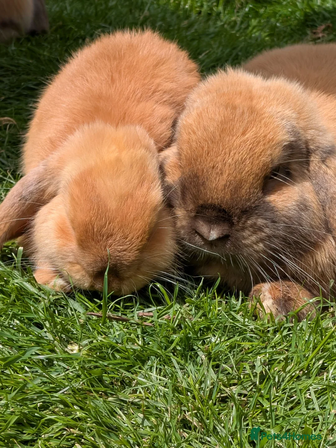 Mini Lop rabbits for sale: Mini Lop ready for a new home in Sheffield - Advert 1