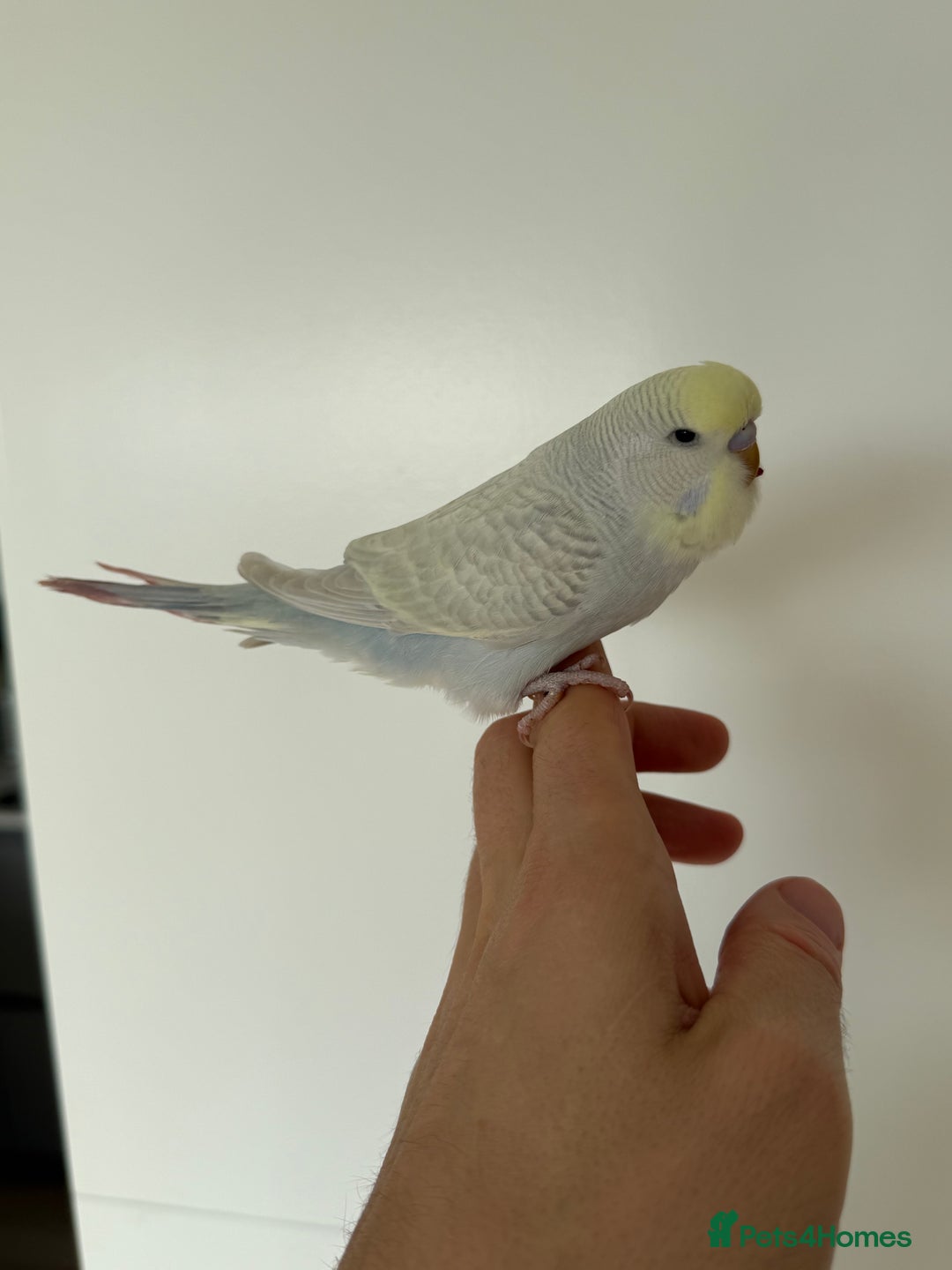 Budgerigars birds for sale: Young budgies happy&healthy in London - Image 13