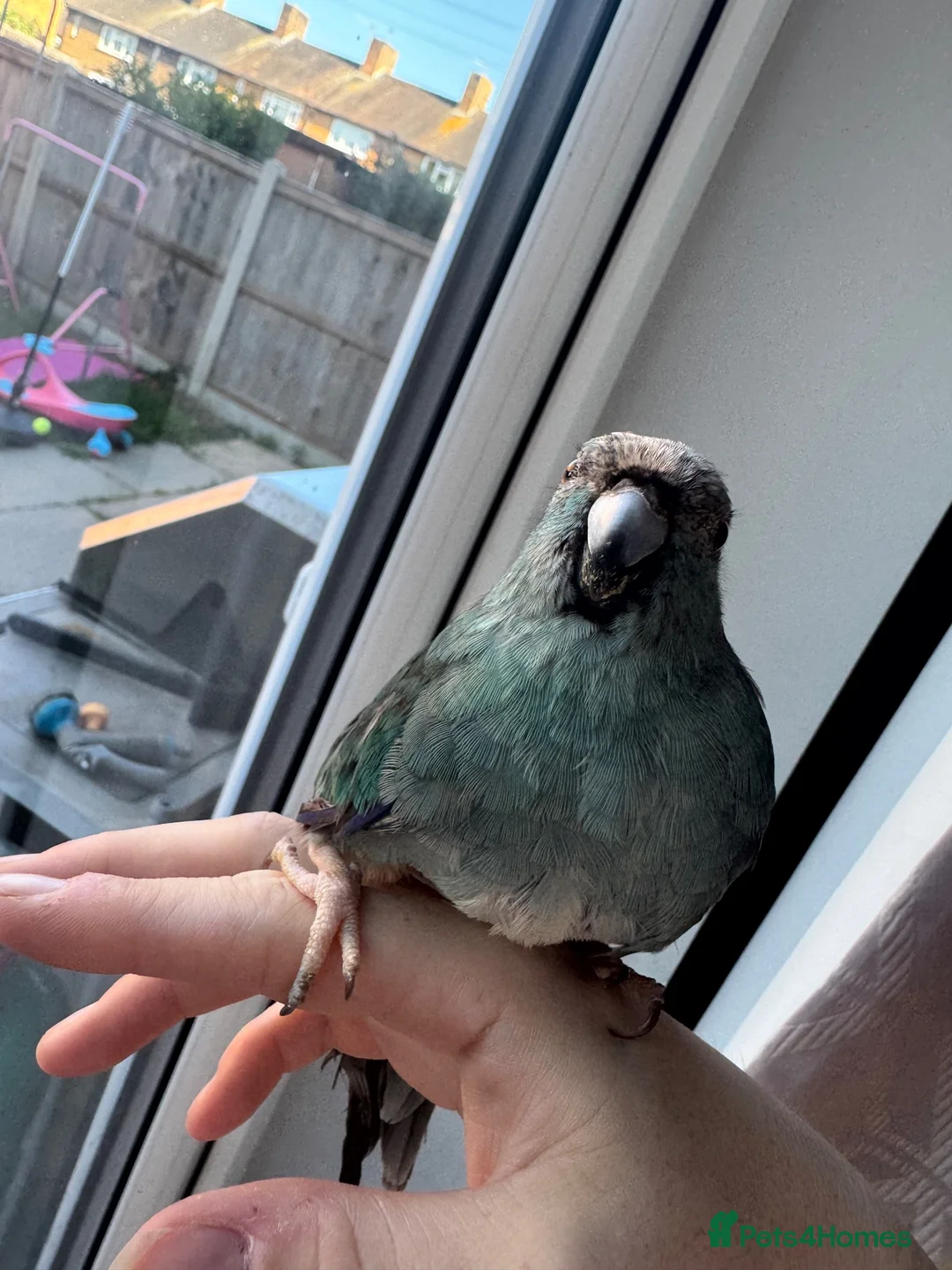 Mixed Breed birds for sale: Teal, the kakariki  - Advert 2
