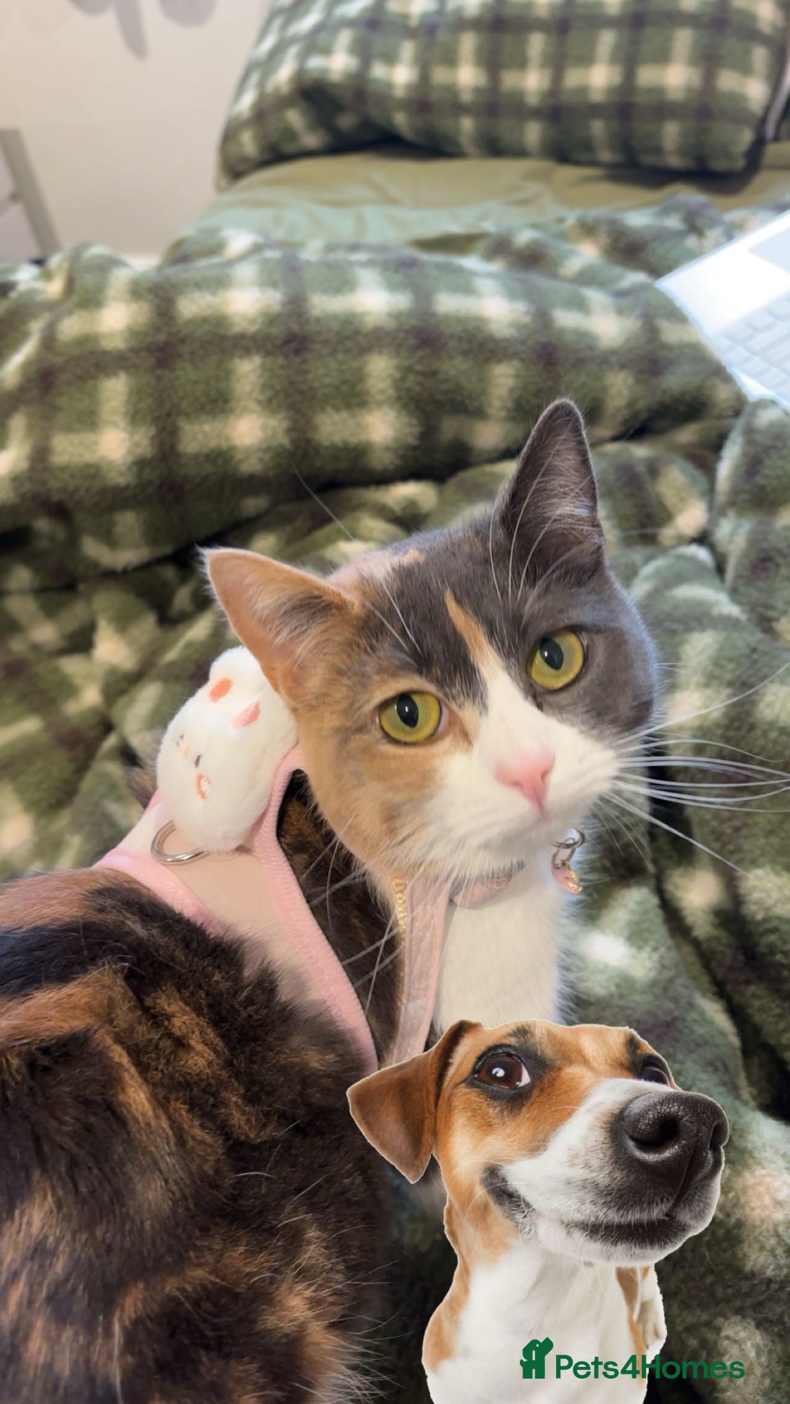 British Shorthair cats MIA british shorthair - Advert 4