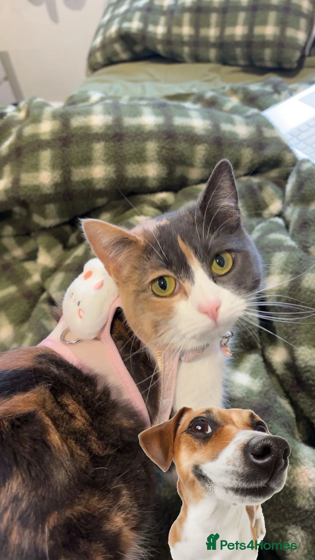 British Shorthair cats for sale: MIA british shorthair in Leeds - Advert 1