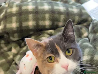 British Shorthair cats MIA british shorthair - Advert 1