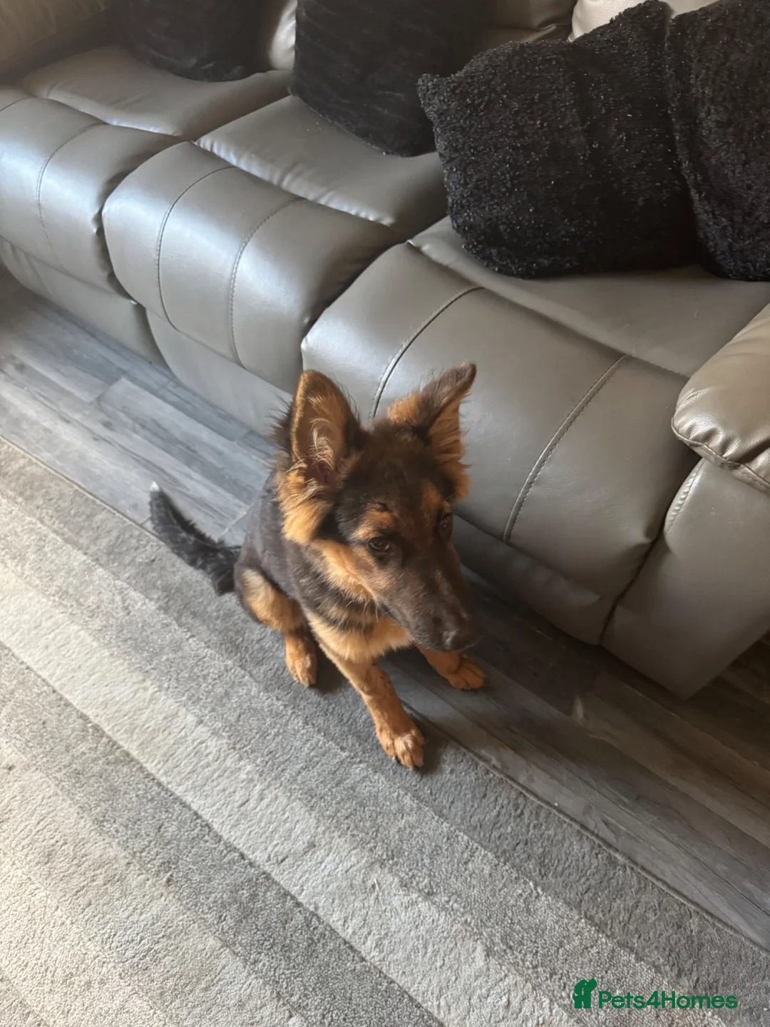 German Shepherd dogs for sale: German Shepherd puppy for sale - Advert 2