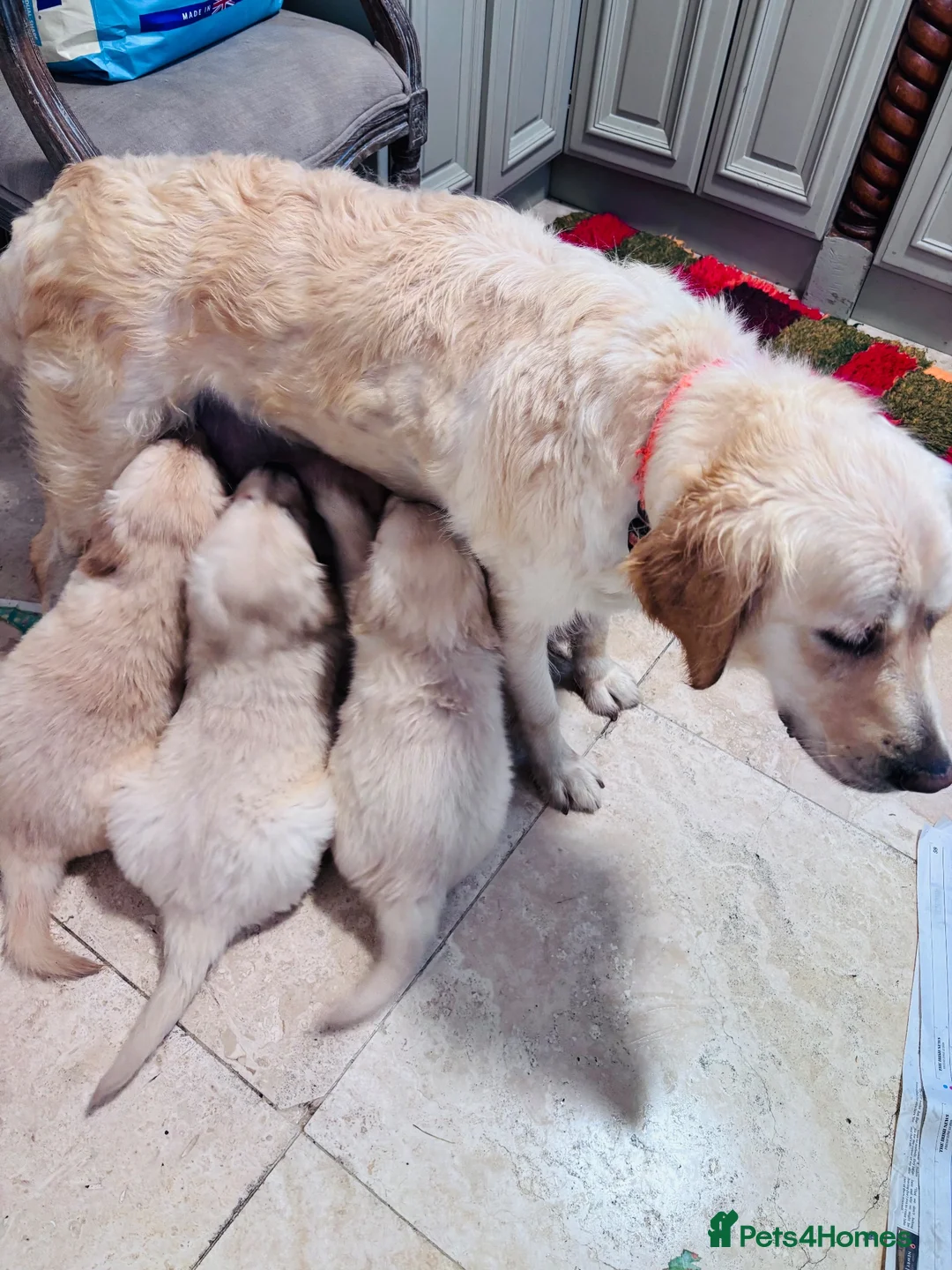 Golden Retriever dogs for sale: Golden retriever puppies - Advert 30
