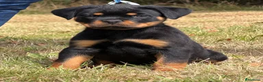 Rottweiler 4