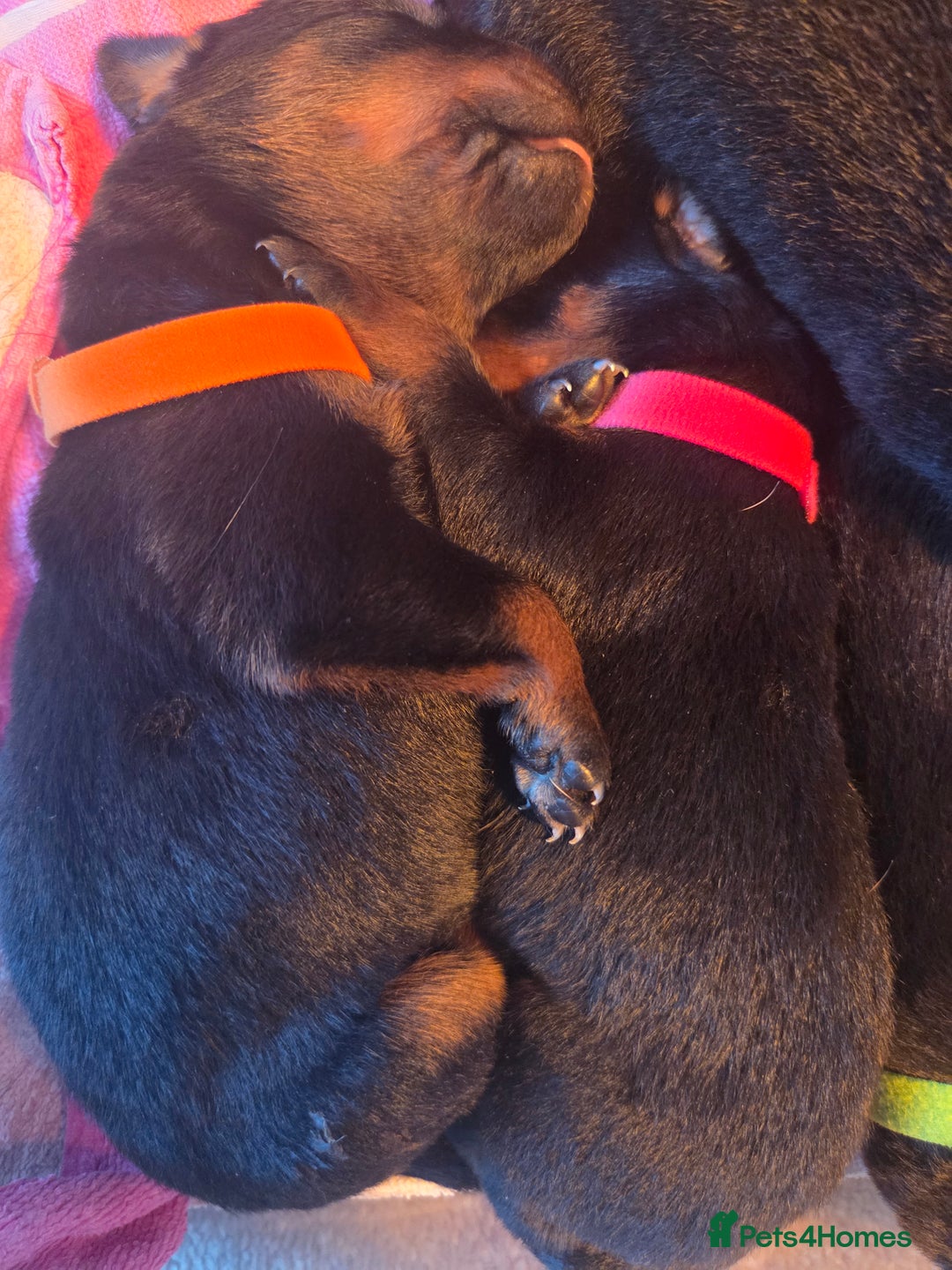 Rottweiler dogs for sale: Rottweiler  - Image 17