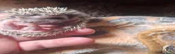 Pygmy Hedgehog rodents for sale: Baby pygmy hedghogs ready in november - Advert 3