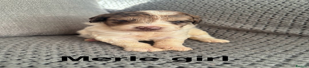 Cockapoo Puppy 4 Merle