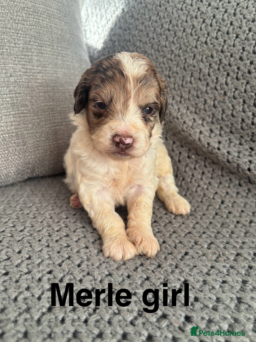 Cockapoo dogs for sale: F1 Cockapoo puppies  - Image 27