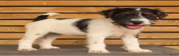 Parson Russell dogs for sale: Quality Parsons Russell Terrier Puppies - Advert 19
