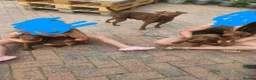 Patterdale Terrier dogs for sale: Chocolate Patterdale Terriers - Advert 11
