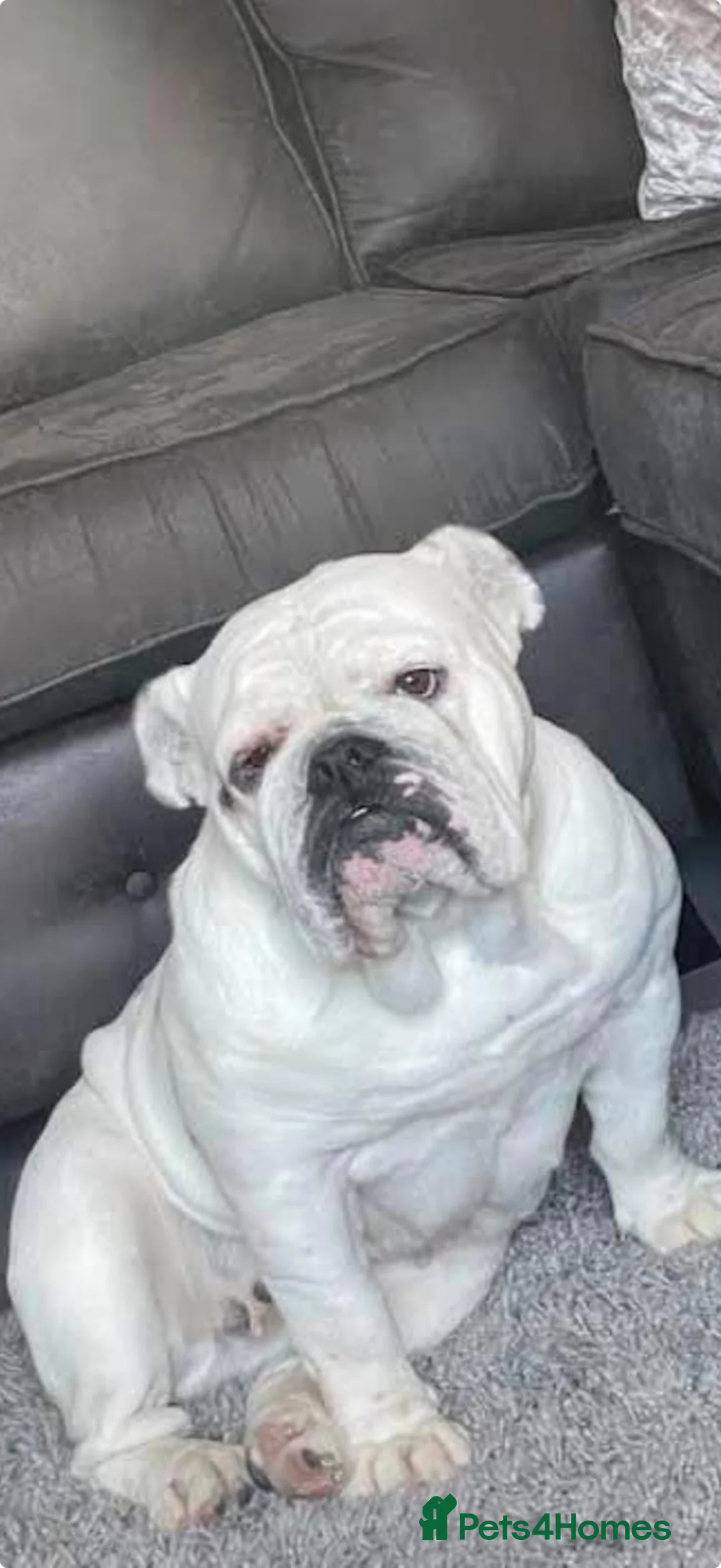 English Bulldog dogs for sale: Luna  in Wolverhampton - Advert 1