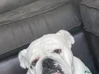 English Bulldog dogs Luna - Advert 7