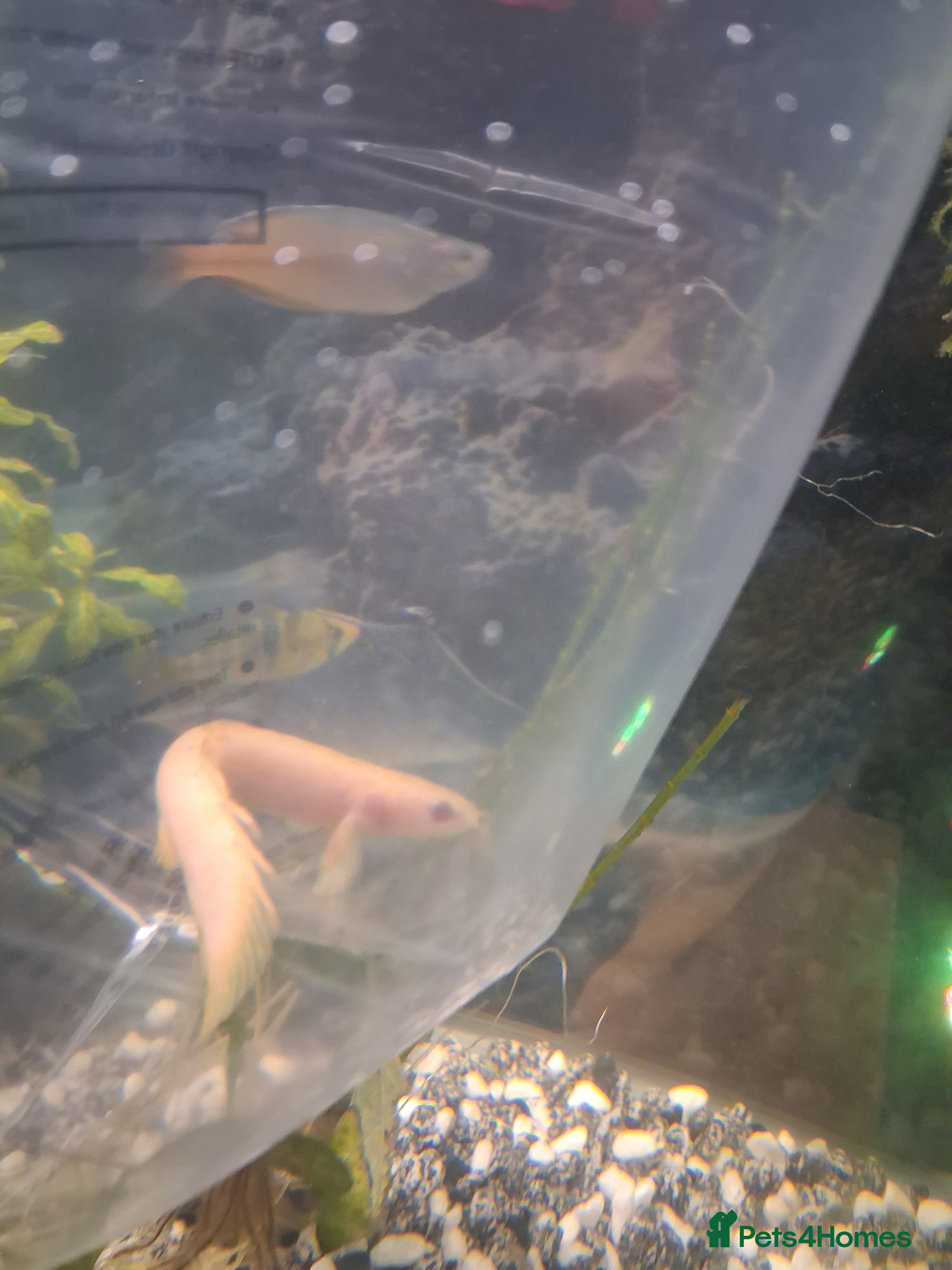 Other/Mixed Breed fish Senegal Bichir - Advert 1