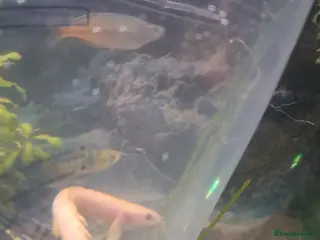 Other/Mixed Breed fish Senegal Bichir - Advert 1