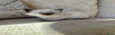 Ragdoll Kitten 2
