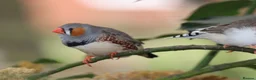 Finches birds for sale: Various Zebra Finch Variants  - Advert 7