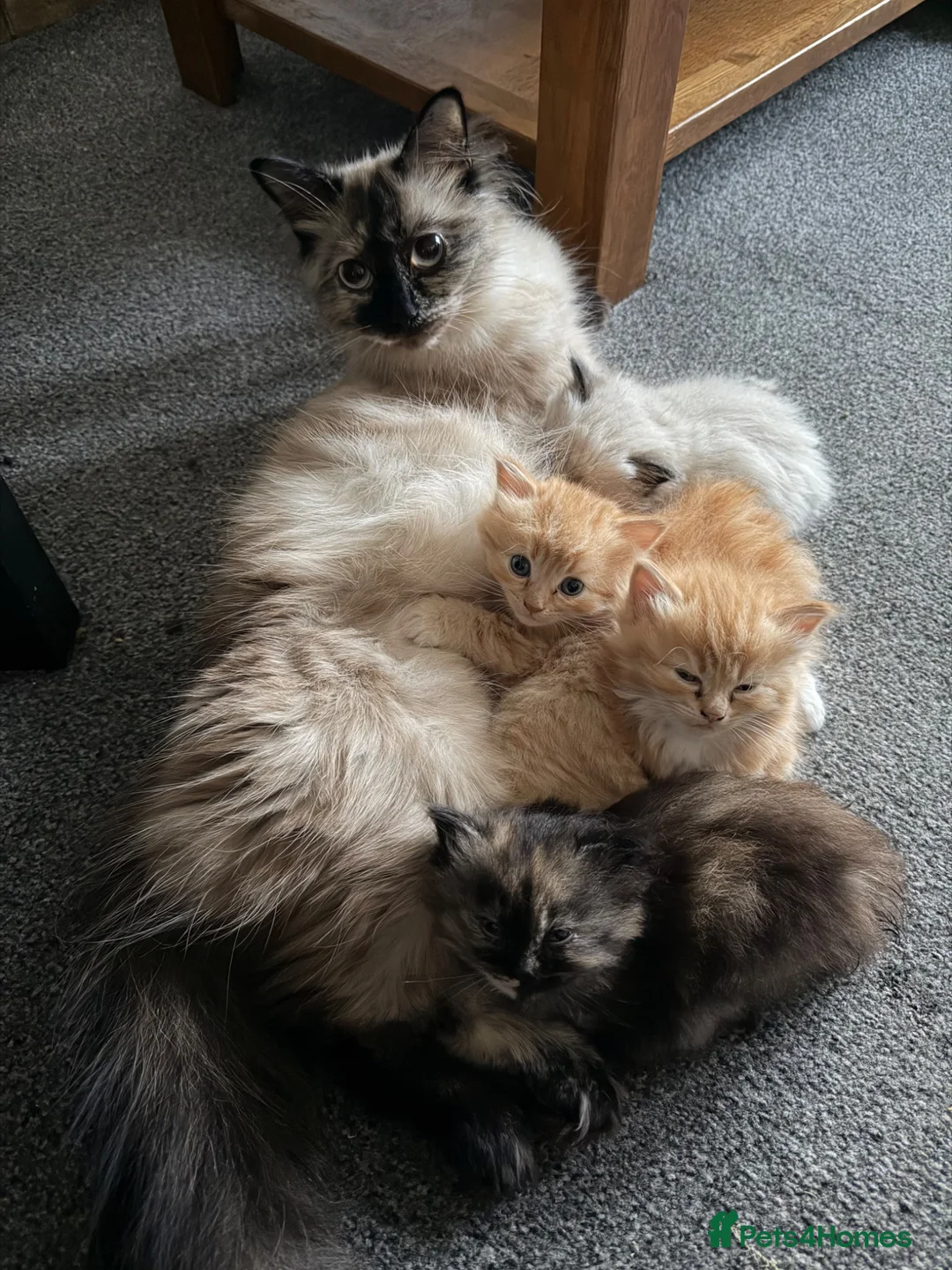 Mixed Breed cats for sale: Kittens for the best homes - Advert 40