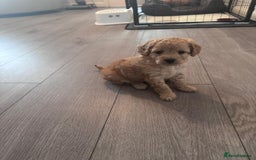 Toy Poodle dogs for sale: Beautiful Toy Poodle Puppy - Advert 8