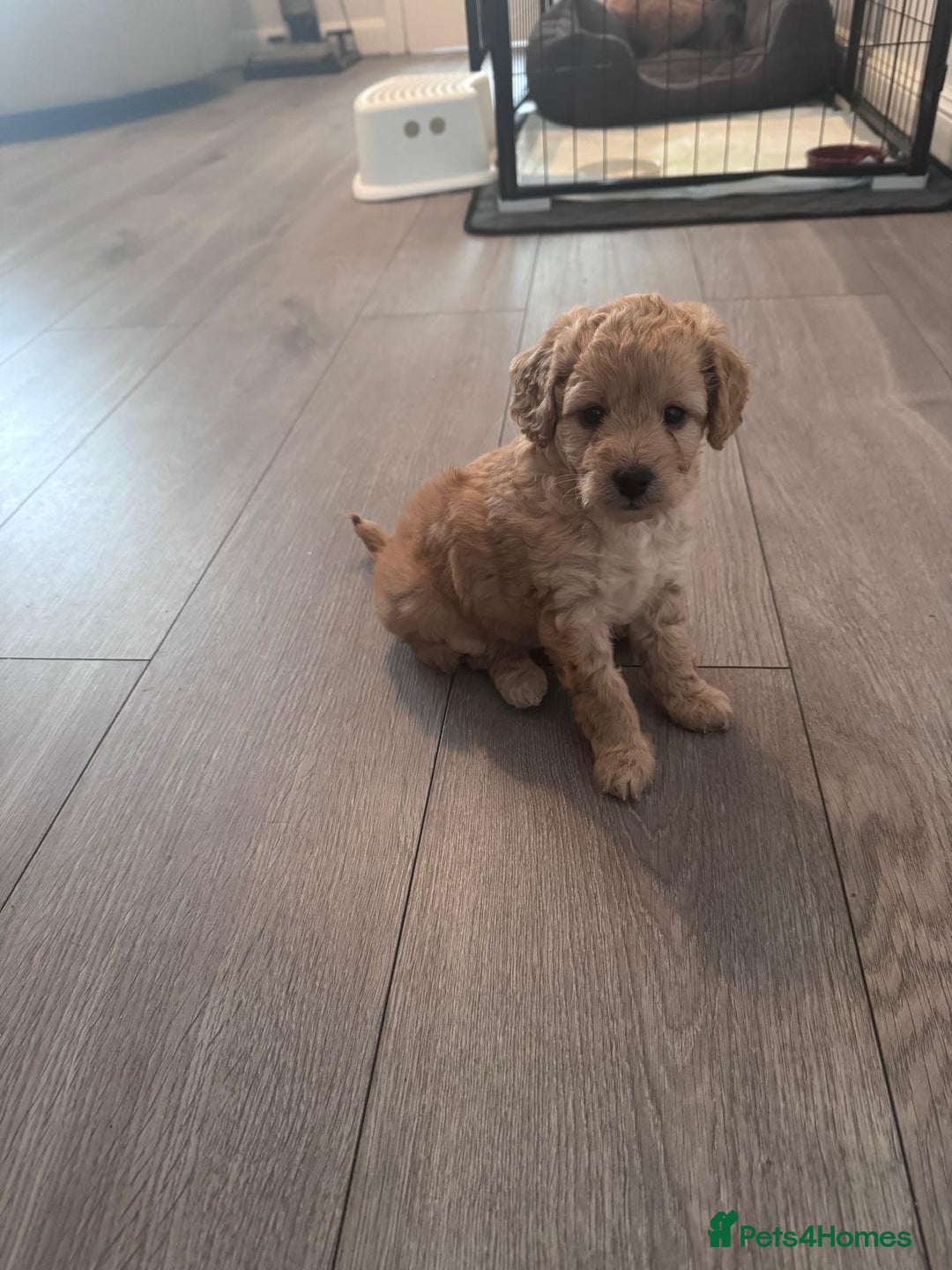 Toy Poodle dogs for sale: Beautiful Toy Poodle Puppy - Advert 8