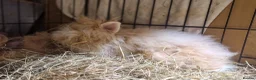 Lionhead rabbits for sale: Purebred double maned super fluffy lionhead girls - Advert 4