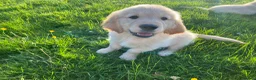 Golden Retriever dogs for sale: 🐾 Truly special Puppies - Advert 4