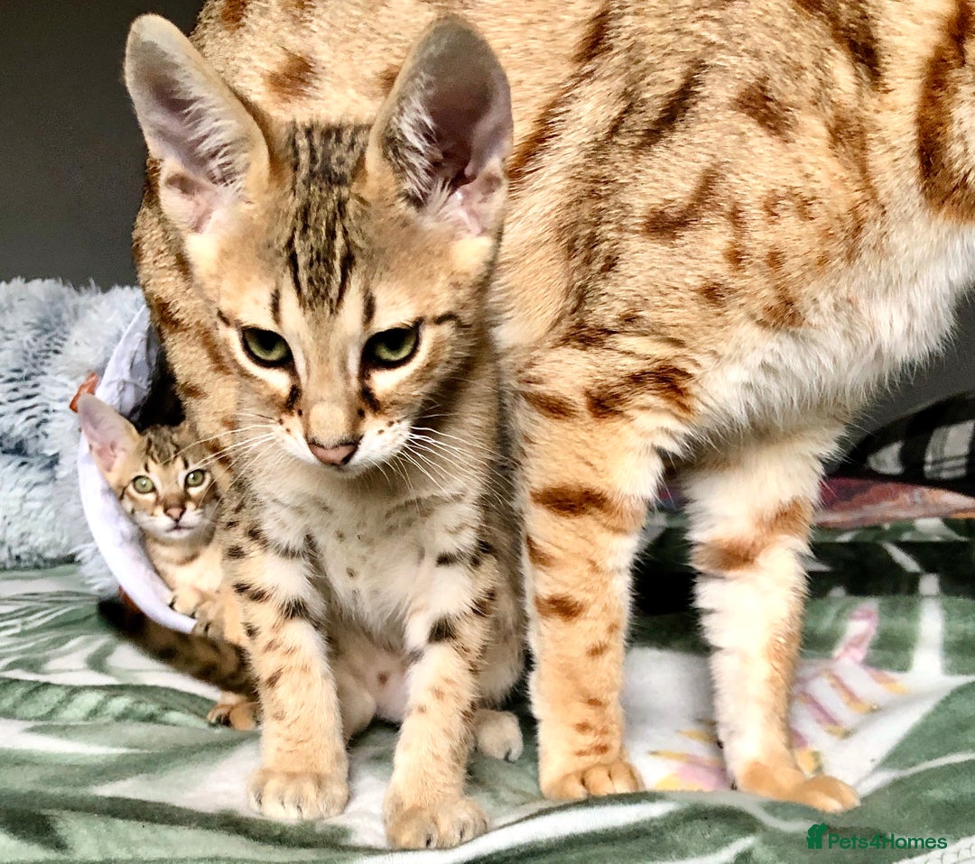 Savannah cats for sale: Beautiful full pedigree savannah kittens  - Image 5